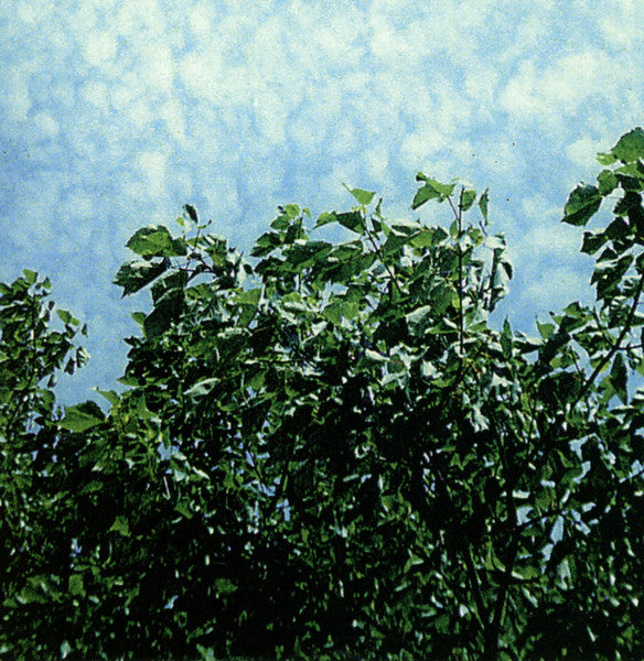 Heartworms : During (CD, Album)